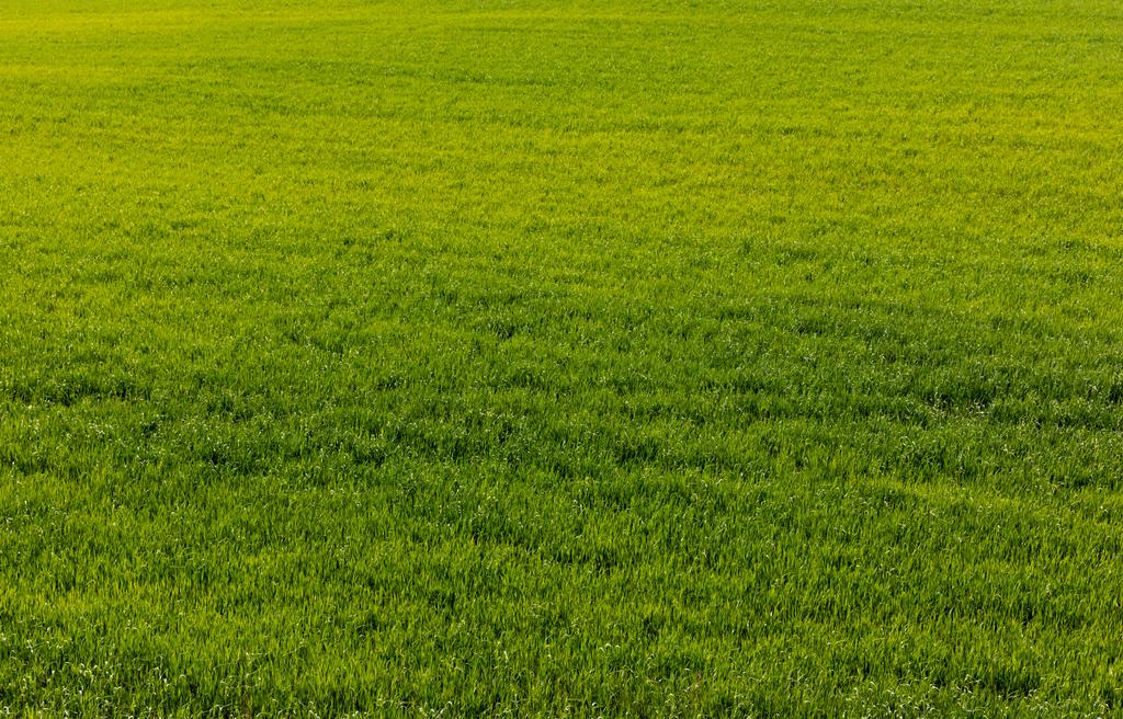 pelouse fraîche et verte avec herbe en été  - Photo, image