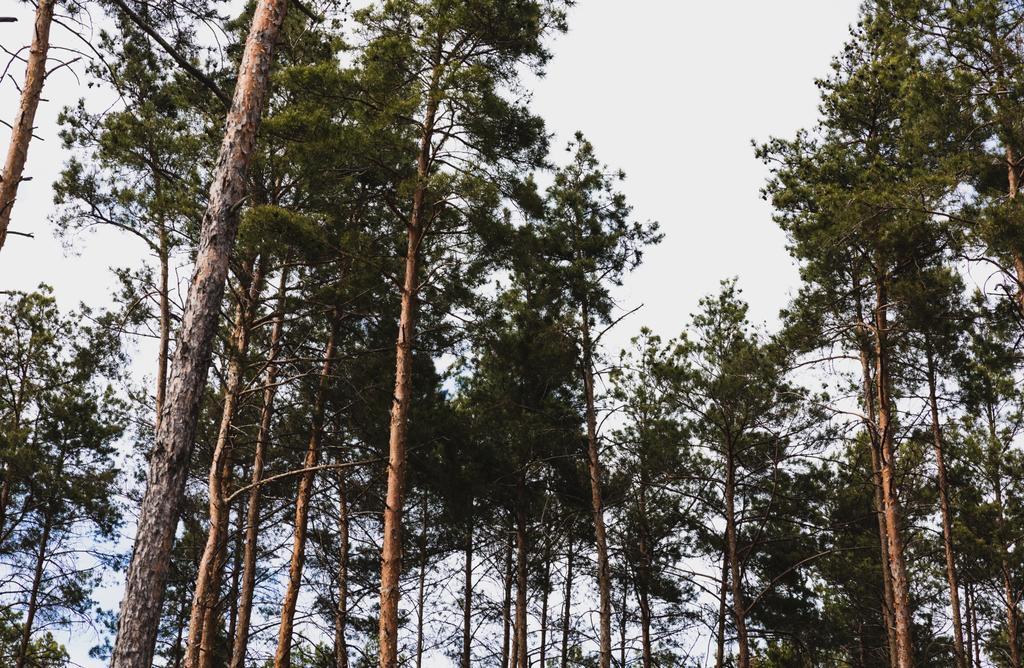 nízký úhel pohledu na zelené stromy proti obloze  - Fotografie, Obrázek