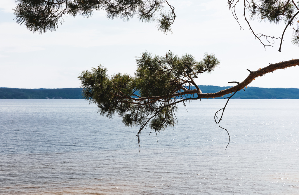 zöld fenyőfa közelében nyugodt tenger nyáron  - Fotó, kép