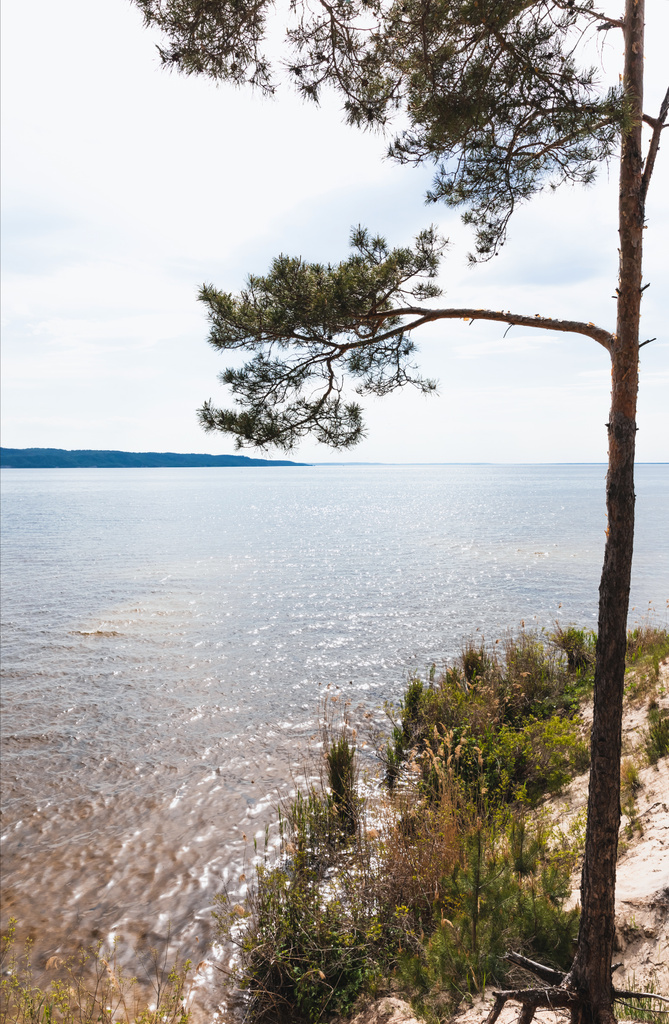 青い湖の近くの緑の松の木に - 写真・画像