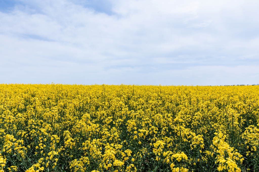 flores silvestres amarillas y florecientes contra el cielo azul con nubes en verano
  - Foto, Imagen