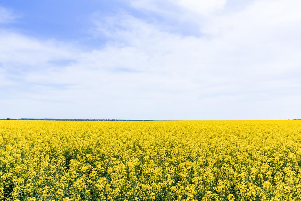 κίτρινα και ανθισμένα αγριολούλουδα ενάντια στον ουρανό με σύννεφα το καλοκαίρι - Φωτογραφία, εικόνα