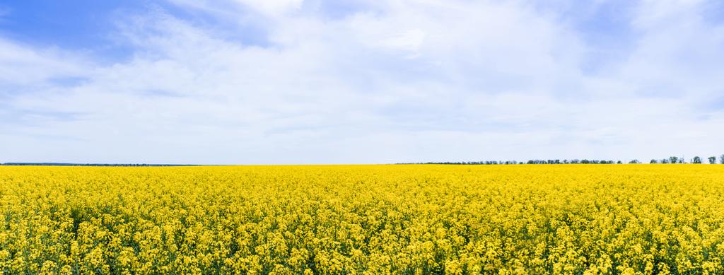 concept panoramique de fleurs sauvages jaunes et florissantes contre le ciel avec des nuages  - Photo, image