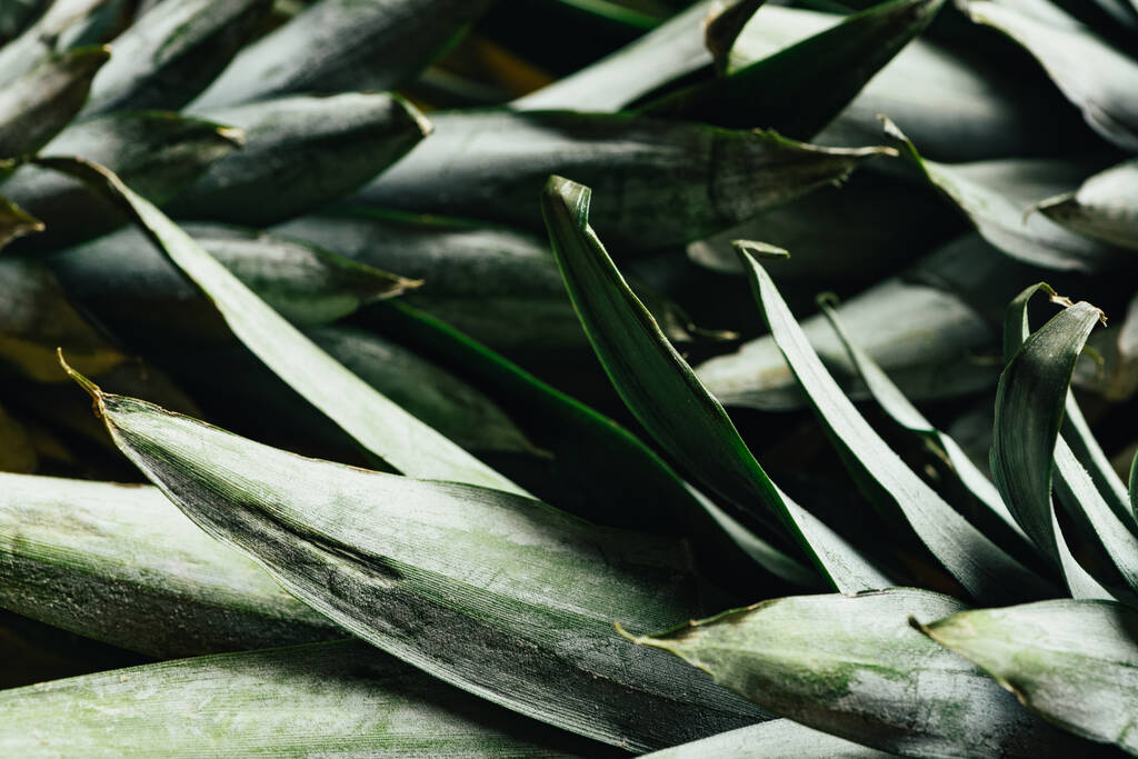 zblízka pohled na zelené ananasové listy - Fotografie, Obrázek