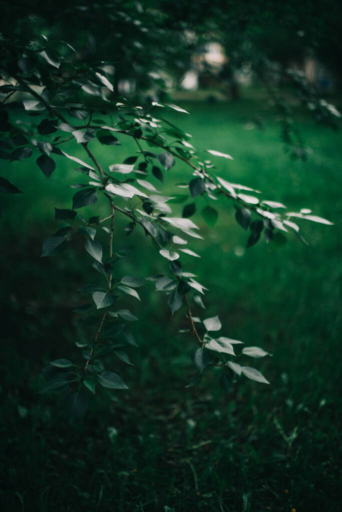 Tmavě zelené listy, zelené listy na pozadí, abstraktní přírodní pozadí - Fotografie, Obrázek