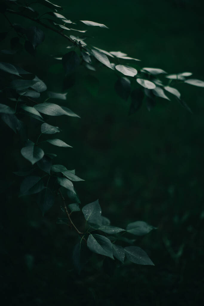 Σκούρα πράσινα φύλλα, πράσινα φύλλα φόντο, αφηρημένο φυσικό υπόβαθρο - Φωτογραφία, εικόνα