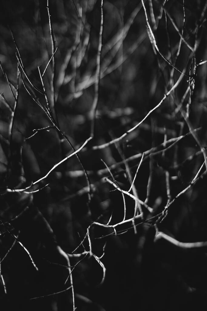 forêt magique, racines et branches, photo noir et blanc - Photo, image