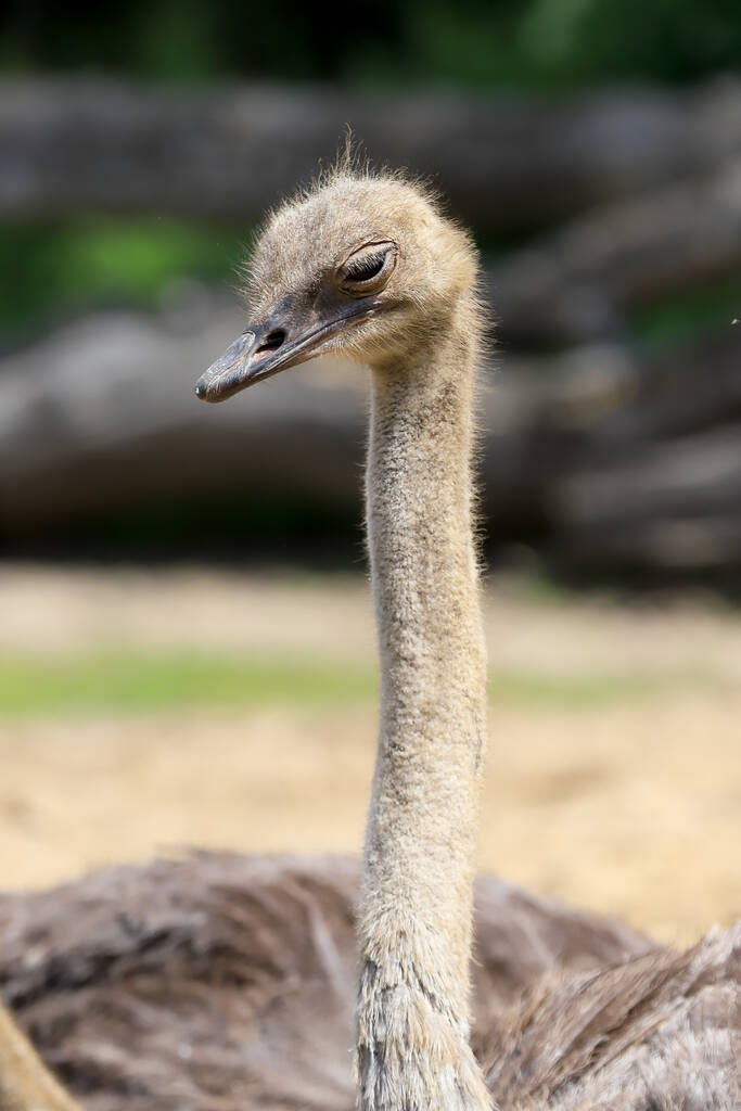 WROCLAW, POLAND - JUNE 09, 2020: Common ostrich (Struthio camelus) - найбільший птах у світі. ЗОО у Вроцлаві (Польща).. - Фото, зображення