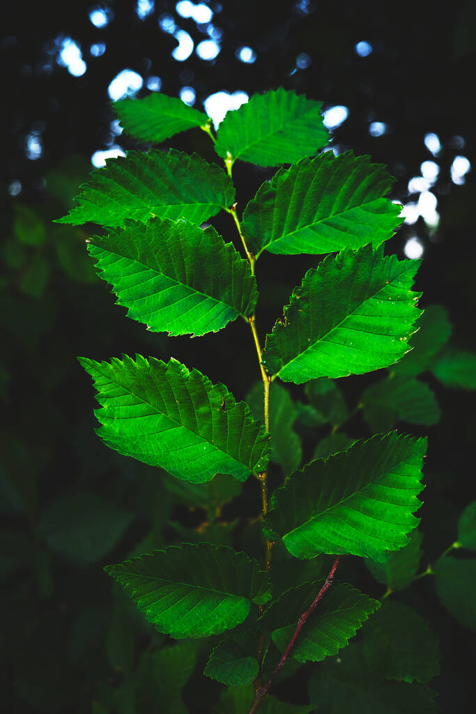 Tło jasne zielone liście na ciemnym tle - Zdjęcie, obraz