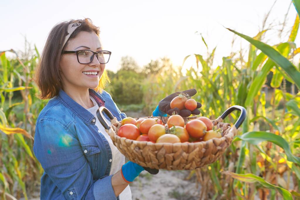 野菜の庭にトマトのバスケットを持つ女性農家、トマトを閉じます - 写真・画像