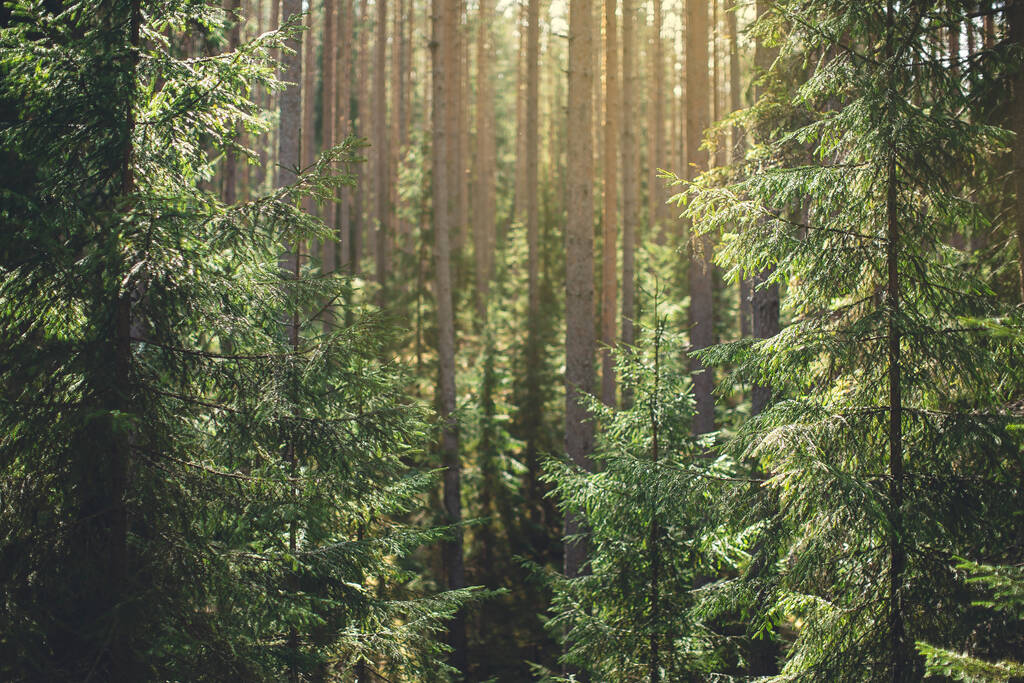 Dia ensolarado de verão na floresta com pinheiros verdes e spruse à luz do sol
 - Foto, Imagem