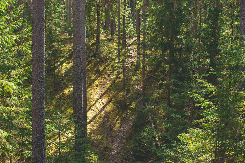 Giornata estiva soleggiata nella foresta con pini, spruse ed erba verde. strada forestale
 - Foto, immagini