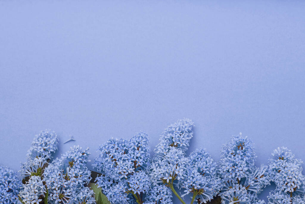 Vista superior de la colocación de flores de color lila acostado en la mesa, la primavera ha llegado, copia de fondo azul espacio. Flor de lila, cosméticos de primavera para la cara y las manos
 - Foto, imagen