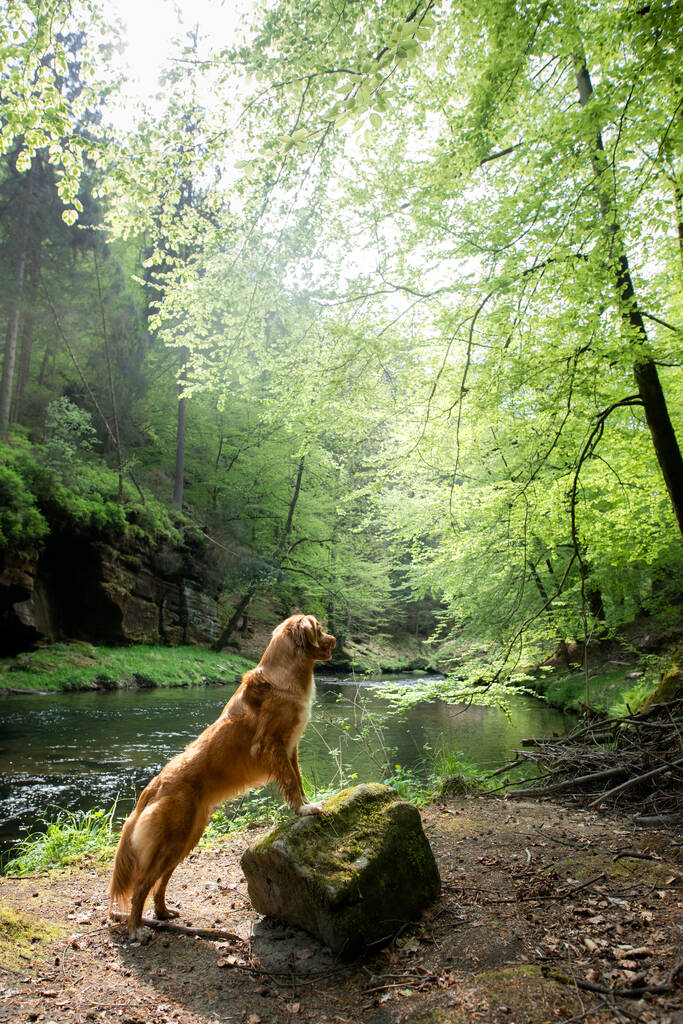 red dog on a stone by the river. Nova Scotia Duck Tolling Retriever in nature. pet in nature - Photo, Image