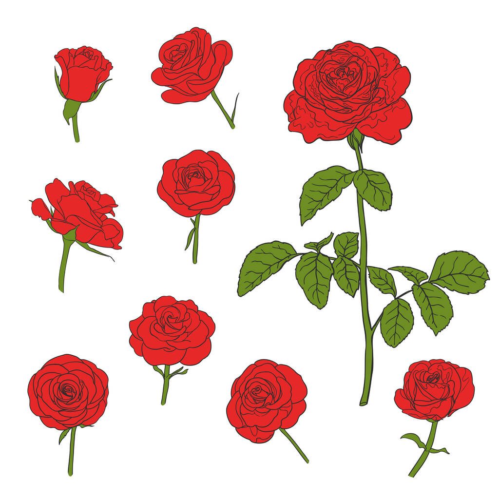 σετ τριαντάφυλλα ζωγραφισμένα στο λευκό. χειροποίητη διανυσματική απεικόνιση - Διάνυσμα, εικόνα