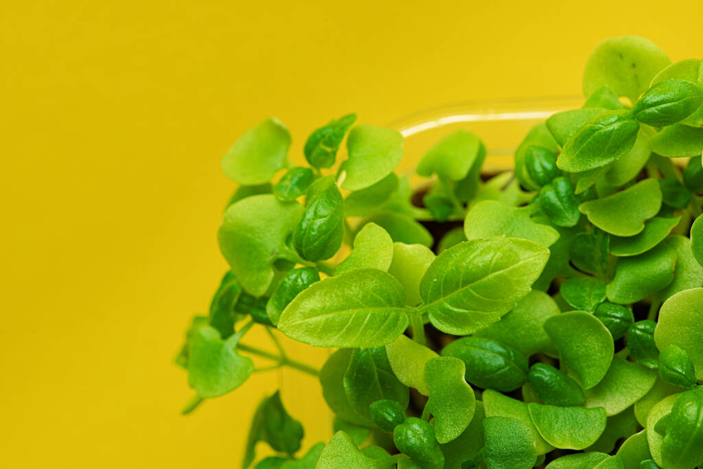 Micro green leaves close up against yellow background - Photo, Image