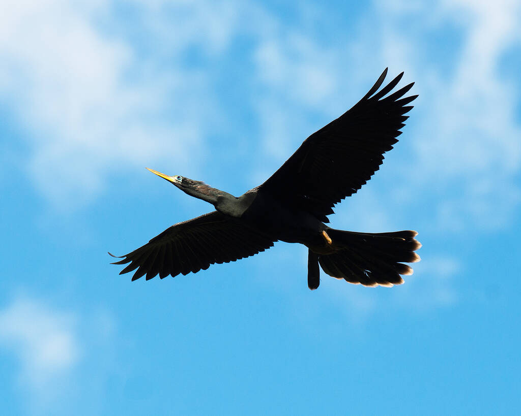 Anhinga πουλί που φέρουν με ένα όμορφο μπλε ουρανό με σύννεφα εκθέτοντας το σώμα, το κεφάλι, το ράμφος, τα πόδια, τα φτερά στο περιβάλλον και το περιβάλλον του. Πετώντας πουλί. Πετάει στον ουρανό. Μπλε ουρανός. - Φωτογραφία, εικόνα