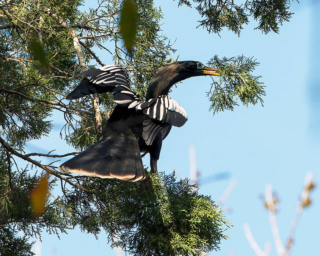 アニンガ鳥オスのクローズアッププロフィールビューは、そのくちばしに杉の枝に浸透し、その体、頭、くちばし、目、広がった翼、尾翼を表示し、その環境では、木や青空の背景に囲まれて. - 写真・画像