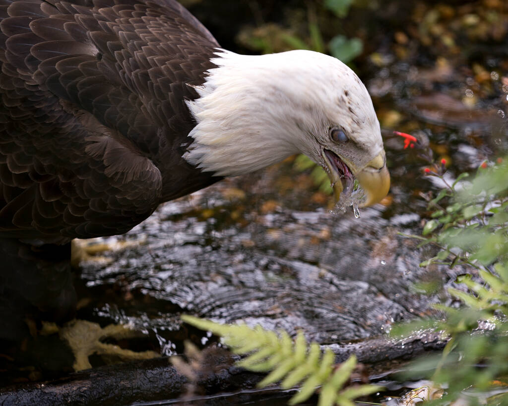 白い頭、茶色の羽、膜のまぶたを表示するぼやけた背景を持つ飲料水のBald Eagle鳥のクローズアッププロファイルビュー。Bald Eagleのストック写真。Bald Eagleクローズアッププロフィールビュー.  - 写真・画像