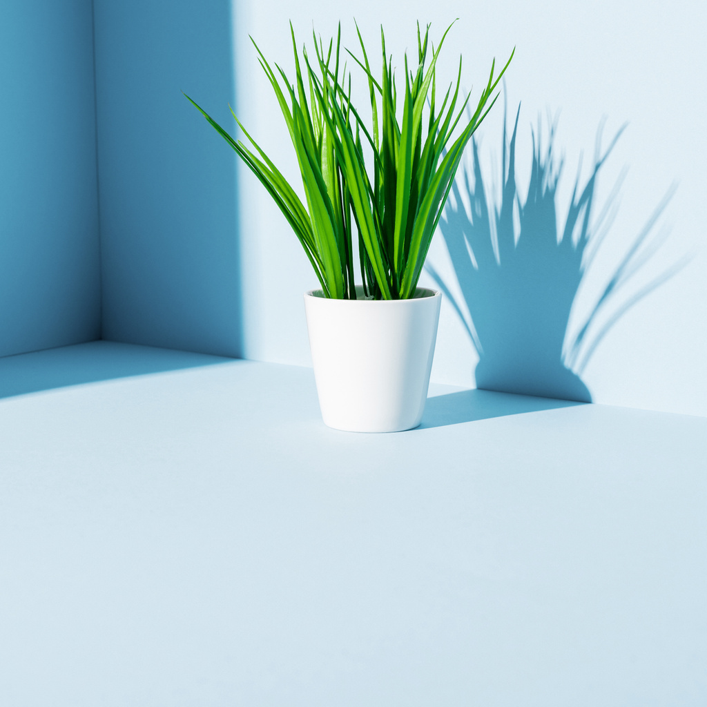 зелена рослина в білому квітковому горщику на синьому фоні
 - Фото, зображення