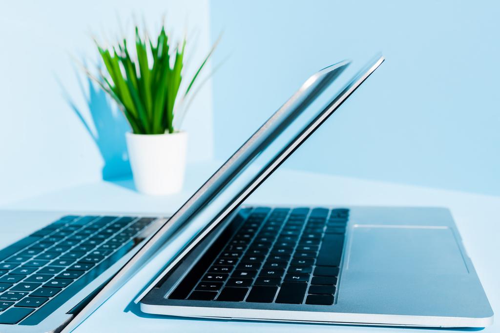 szelektív hangsúly a modern laptopok a kék munkahely zöld növény  - Fotó, kép