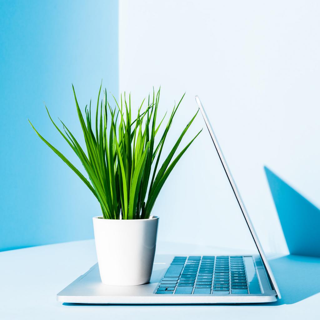 сучасний ноутбук на синьому робочому місці з зеленою рослиною в білому квітковому горщику
 - Фото, зображення