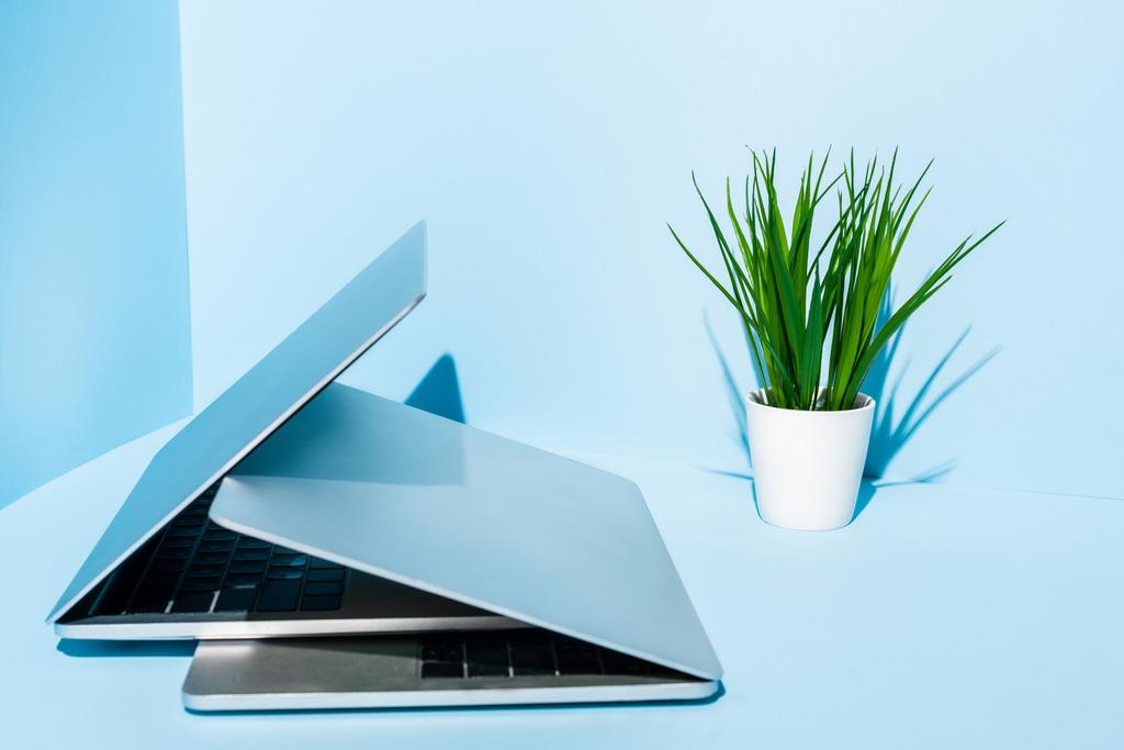 modern laptopok kék munkahelyen zöld növényekkel  - Fotó, kép