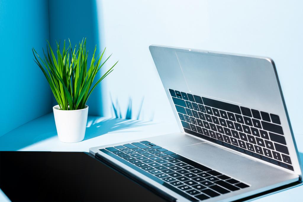 緑の植物と青い職場の現代のノートパソコン  - 写真・画像