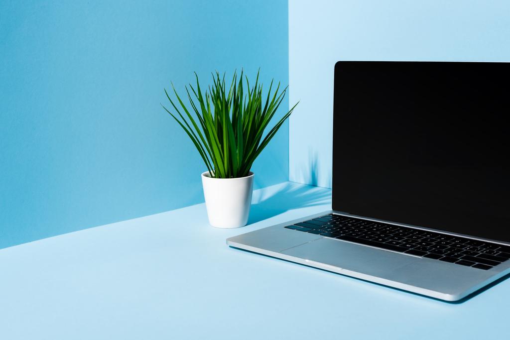 modern laptop with green plant on blue background - Photo, Image