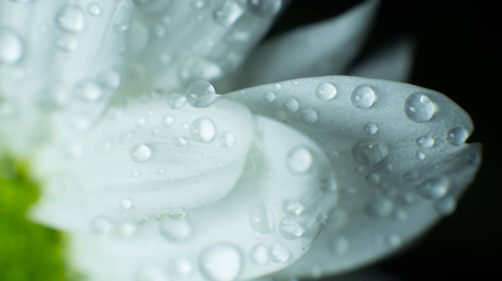 Ніжна біла хризантема на чорному тлі
 - Фото, зображення