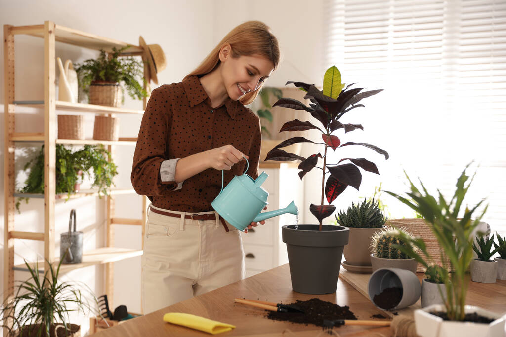 Молода жінка поливає кротонну рослину вдома. Зайняття хобі - Фото, зображення