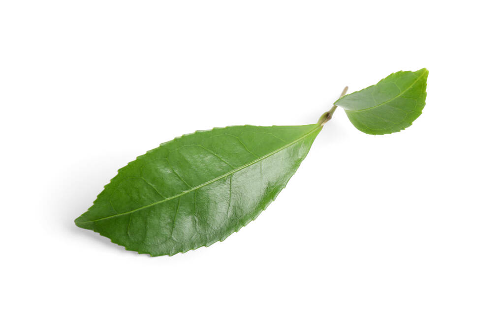 Zelené listy čajovníku izolované na bílém - Fotografie, Obrázek
