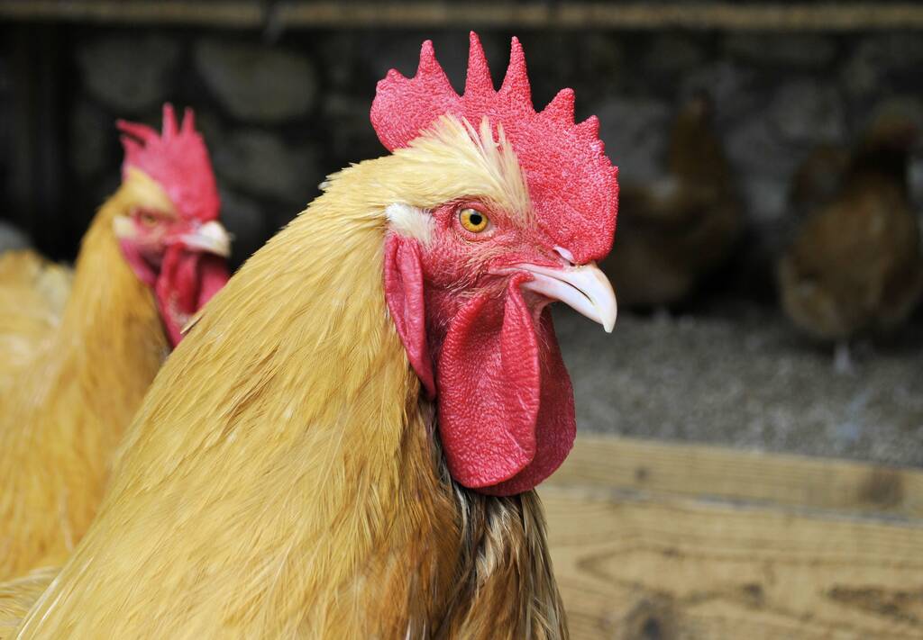 uccello domestico gallo animale gallo bello occhi rosso gallo pettine naturale fattoria sfondo - Foto, immagini