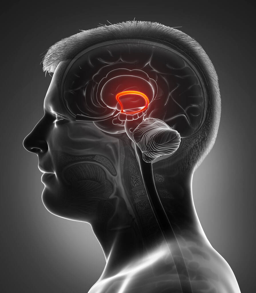 3d renderizado ilustración médicamente precisa de fornix cerebro masculino
 - Foto, imagen