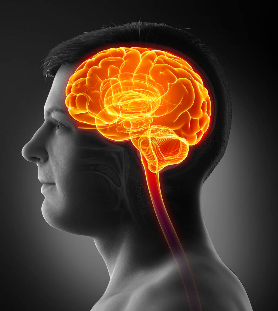 3D-візуалізація, медично точна ілюстрація чоловічого виділеного мозку / головного болю
 - Фото, зображення