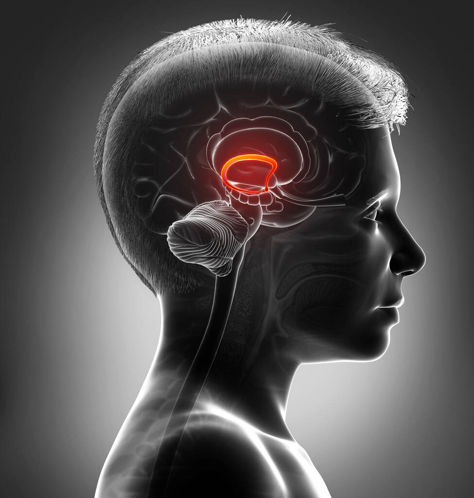 3d kiolvasztott orvosilag pontos illusztrációja egy fiú agy fornix - Fotó, kép
