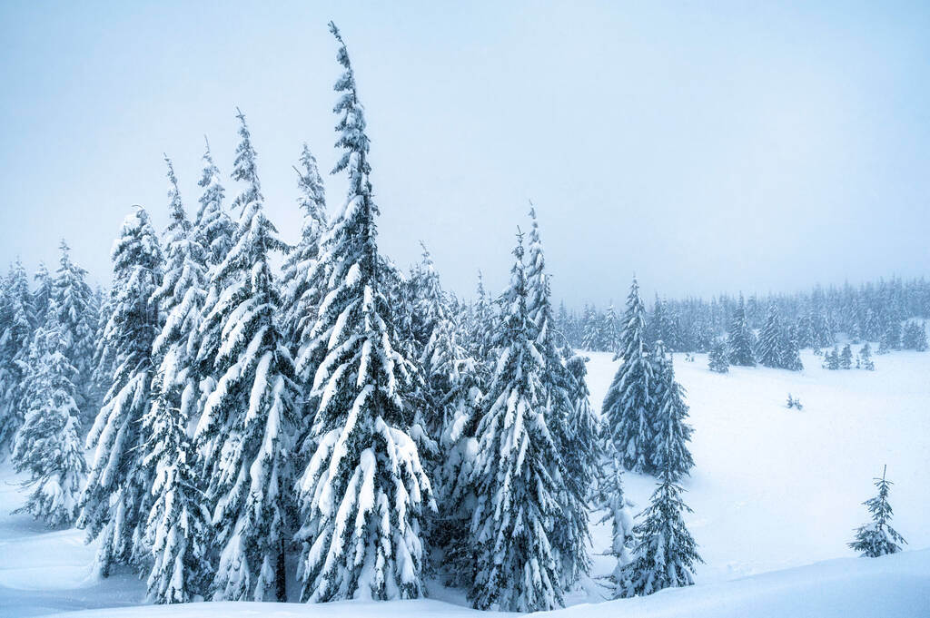 雪に覆われたモミの木。美しい冬の風景 - 写真・画像