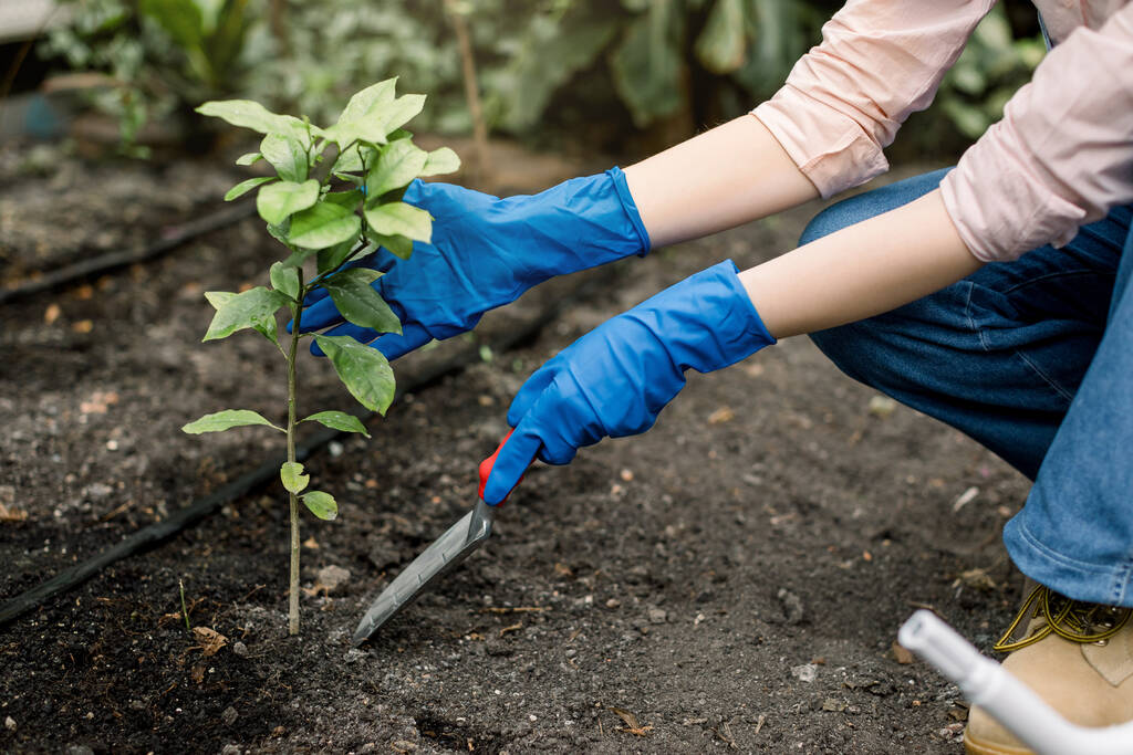 Image en gros plan des mains d'une jeune femme en gants de caoutchouc bleu, tenant une bêche de jardinage, plantant le citronnier, tout en travaillant dans un jardin ou une serre - Photo, image