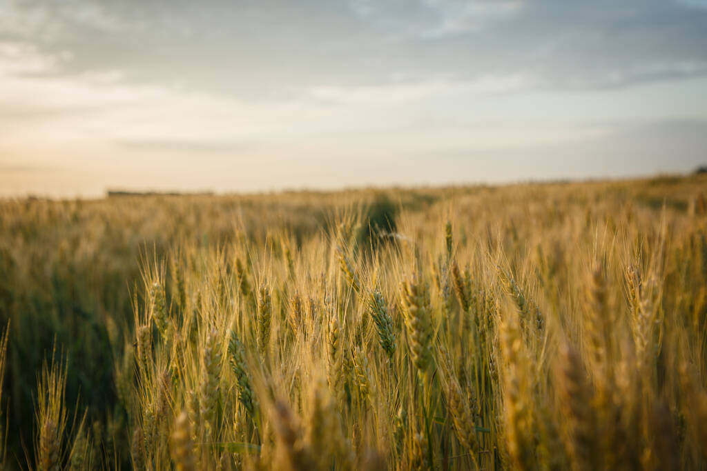 Grande campo di grano in estate durante il tramonto - Foto, immagini