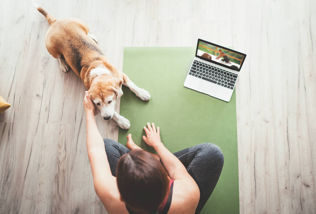 Vista superior en forma deportiva saludable mujer sentada en la estera de yoga, viendo clases de yoga en línea en el ordenador portátil y acariciando a su perro beagle haciendo compañía al lado en el piso
. - Foto, imagen