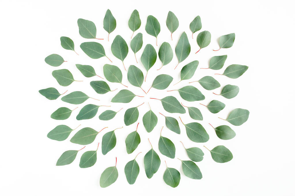Abstrakcyjny wzór, tekstura z zielonymi liśćmi eukaliptusa populus izolowane na białym tle. Płaskie ułożenie, widok z góry - Zdjęcie, obraz