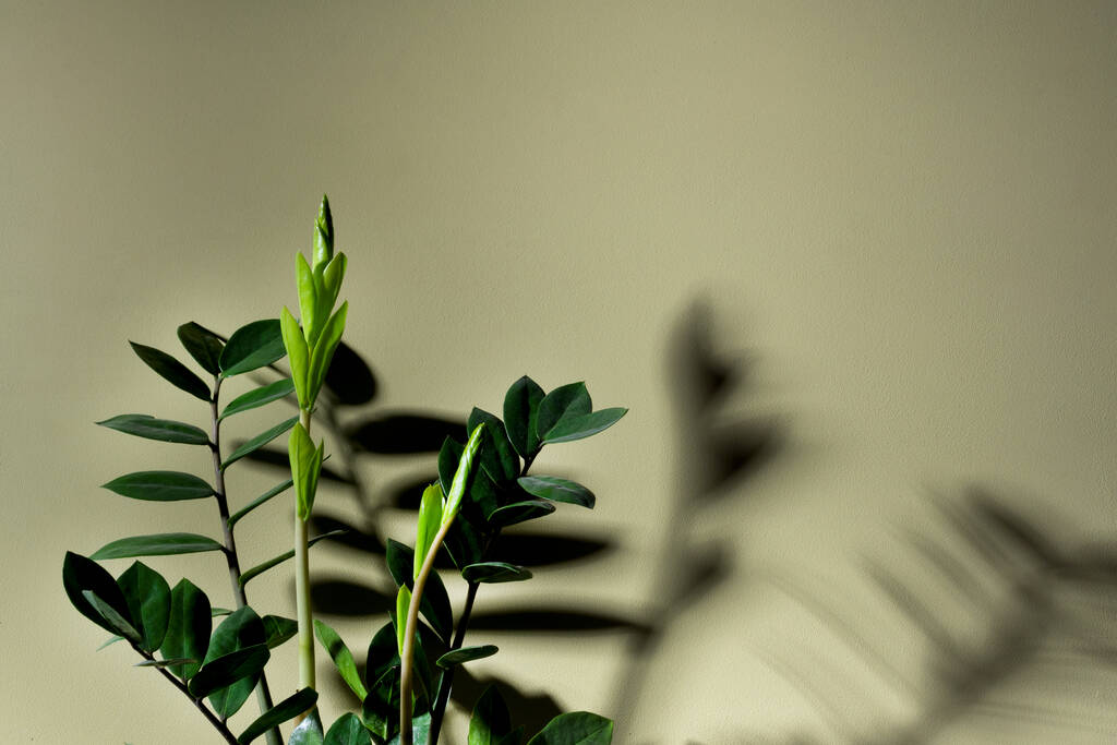 Hra Světla a stínu rostlin na zelené stěně - Fotografie, Obrázek