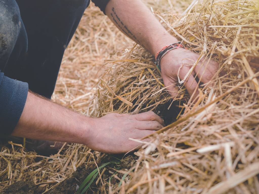 Einige menschliche Hände graben und suchen etwas im Haufen trockener Gräser - Foto, Bild