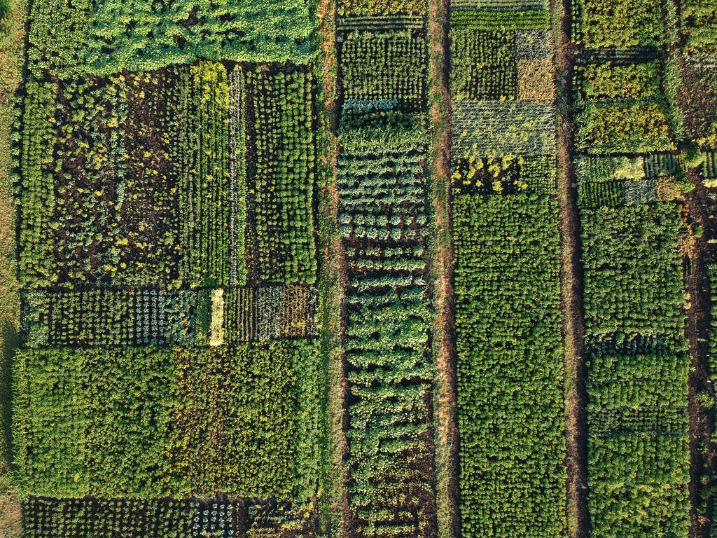 Huerto verde, vista aérea Ucrania
 - Foto, imagen
