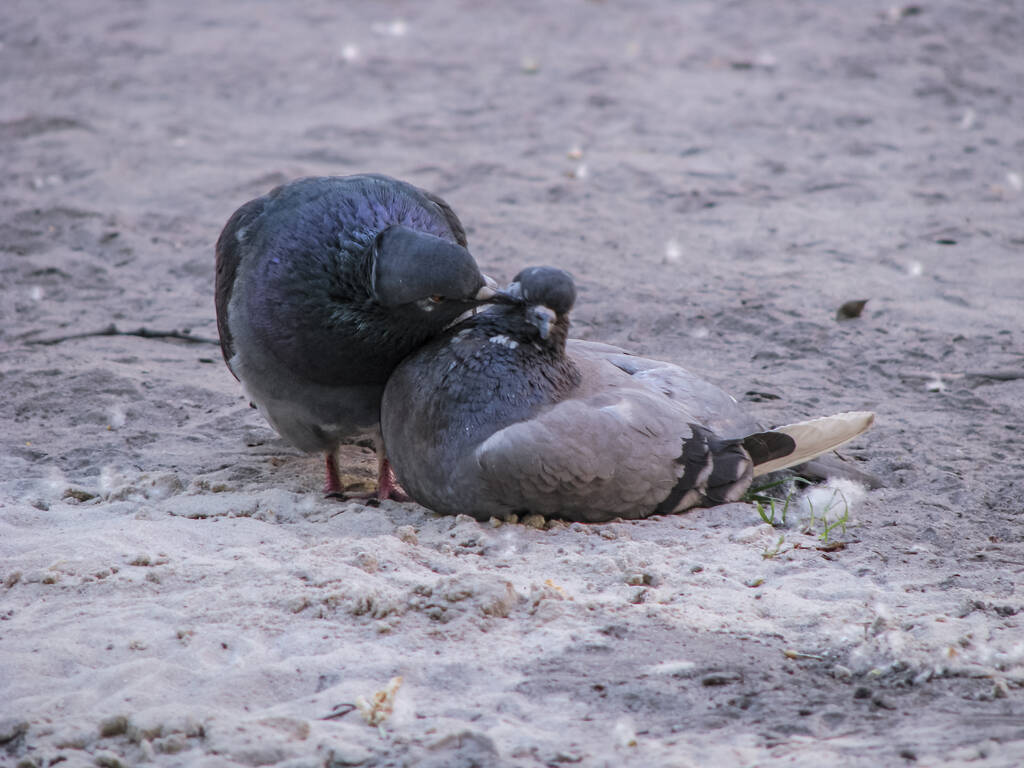 Hermoso par oscuro de palomas juego de apareamiento. Los pájaros juegan en el suelo. Fondo romántico Stock
. - Foto, Imagen
