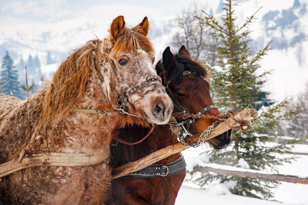 Close-up portret van een paard in de bergen in de winter - Foto, afbeelding