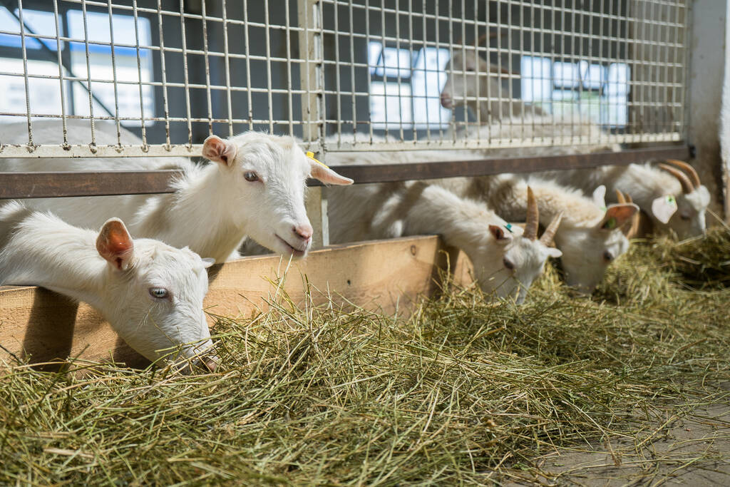 Weiße Ziegen auf einem Ziegenhof. Ziegen, die für die Milch angebaut werden, fressen Heu auf einem Bauernhof. Nutztiere - Foto, Bild