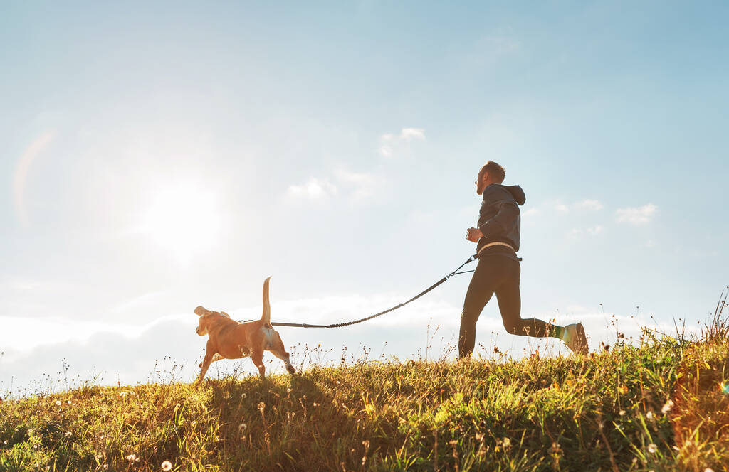 Esercizi di canicross. L'uomo corre con il suo cane beagle al mattino di sole - Foto, immagini