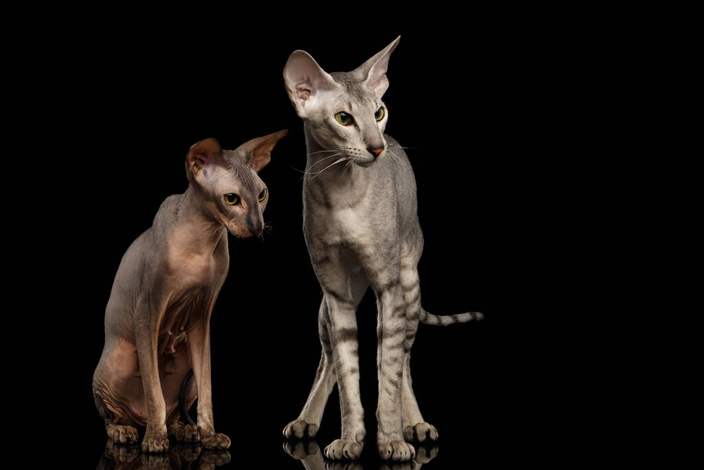 2つのピーターバラ猫の家族の髪の毛と緑の目を持つ銀,立っているとスタレ孤立黒の背景,フロントビュー - 写真・画像