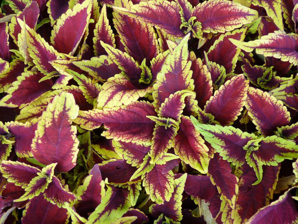 Een close-up shot van groeiende planten in het groen - perfect voor de achtergrond - Foto, afbeelding
